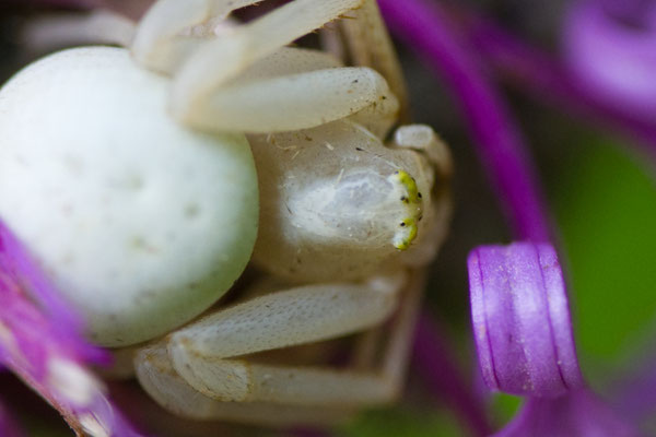 Veränderliche Krabenspinne