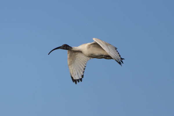 Australian white Ibis, weißer Ibis