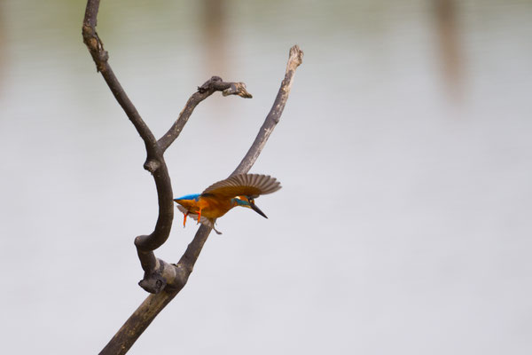 Eisvogel