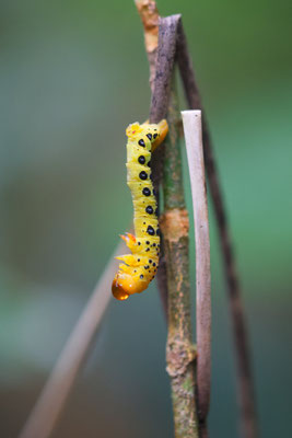 Raupe von Dysphania numana