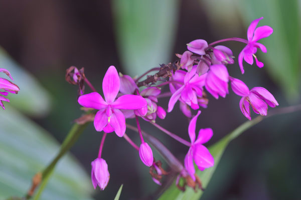 Philippine ground orchid (Spathoglottis plicata)