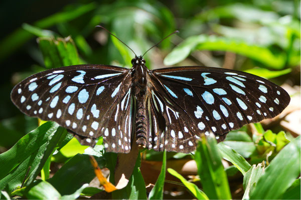 Blauer Tiger (Tirumala hamata)