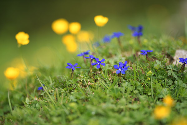 Bayerischer Enzian (Gentiana nivalis)