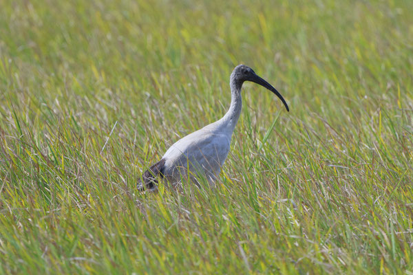 Australian white Ibis, weißer Ibis