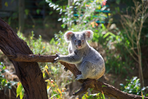 Koala  (Phascolarctos cinereus)