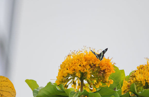 Alcides metaurus, tag-aktive Motte auf Golden bouquet tree (Deplanchea tetraphylla), Cairns