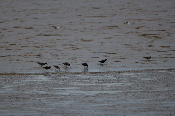 Dunkelwasserläufer, Dangast