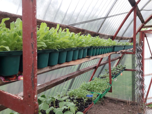 Anzucht im Gartengewächshaus.