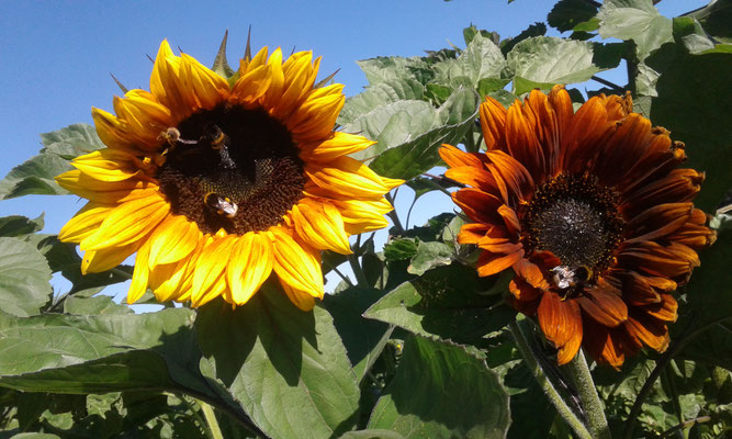 Sonnenblumen - nicht nur schön, sondern auch ein Insektenmagnet.