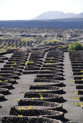 Weinanbaugebiet von Lanzarote