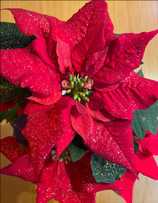 Gisela: "Weihnachtsstern"