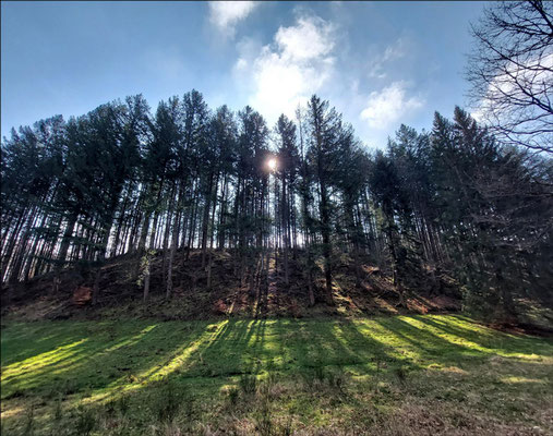 Tammo: "Pfälzer Wald"