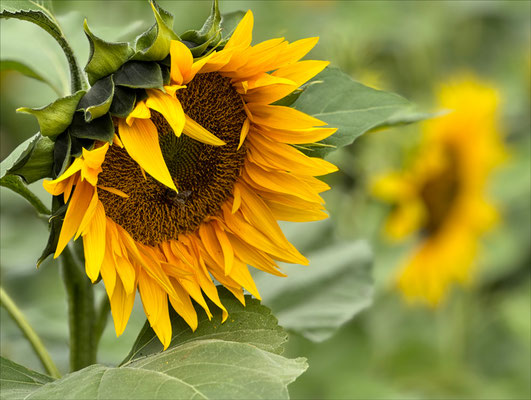 Ilse: "Sonnenblumen"