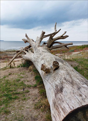 Erika: "Strandgut", Ostsee