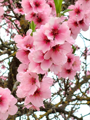 Ingrid: "Mandelblüte in Edenkoben",  März 2025