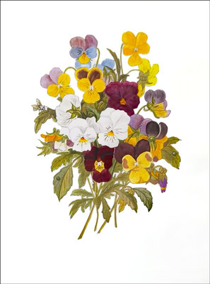 Elke: "Stiefmütterchen", nach Pierre-Joseph Redouté, 27x20 cm, Aquarell auf Papier, 2008 