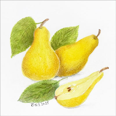 Ilse: "Birnen", Aquarell und Buntstift, 16x16 cm, 2025