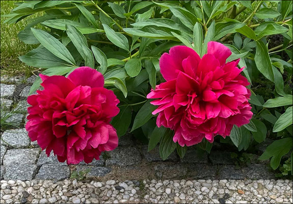 Gisela: "Pfingstrosen im Garten"