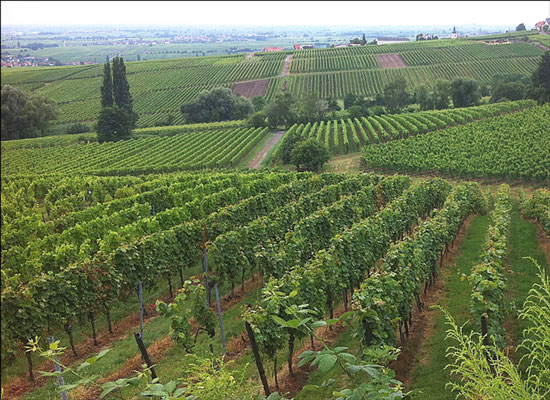 Ingrid: "Pfälzer Wein", fotografiert von der Villa Ludwigshöhe aus