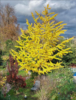 Ingrid: "Gingko in unserem Garten"