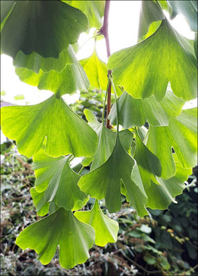 Ingrid: "Gingkoblätter"