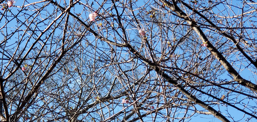 河津桜が数輪咲いていました