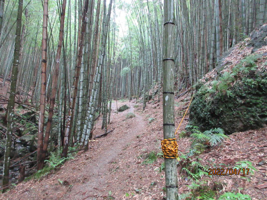 竹林の登山道
