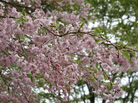 奥多摩湖八方岩展望台の桜