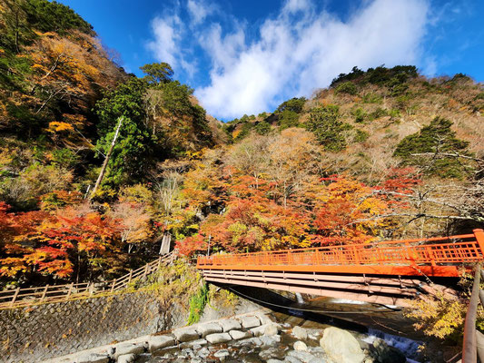 紅葉が綺麗だ