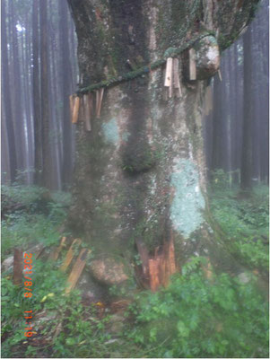 札打場のブナの巨木