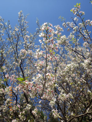 12月中旬ころまで見られるヒマラヤ桜