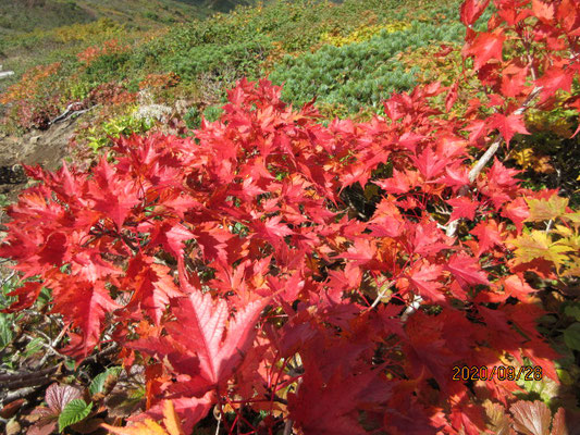 モミジの紅葉