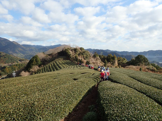 お茶畑を行く