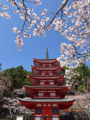 桜と五重塔(忠霊塔）