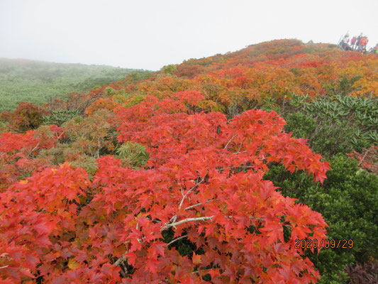 山頂の紅葉