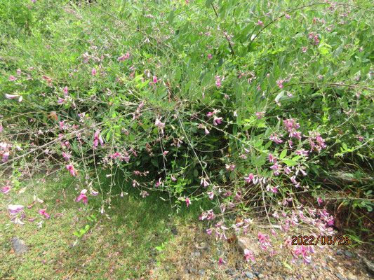 蓮華寺(はぎ寺）　ハギの花