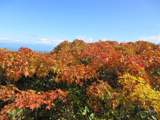 横岳の紅葉