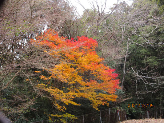 最後の紅葉