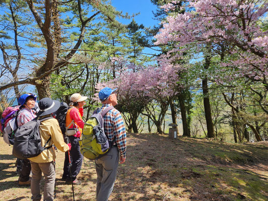 万葉公園の桜