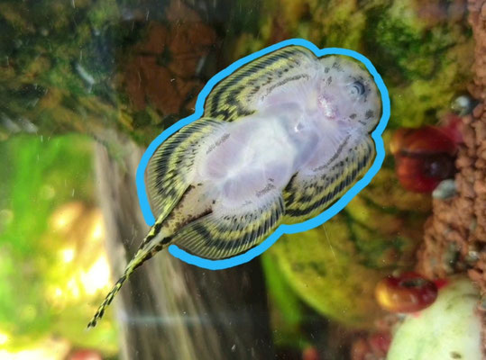 Zuchtbericht Sewellia Lineolata Nina S Wildlife