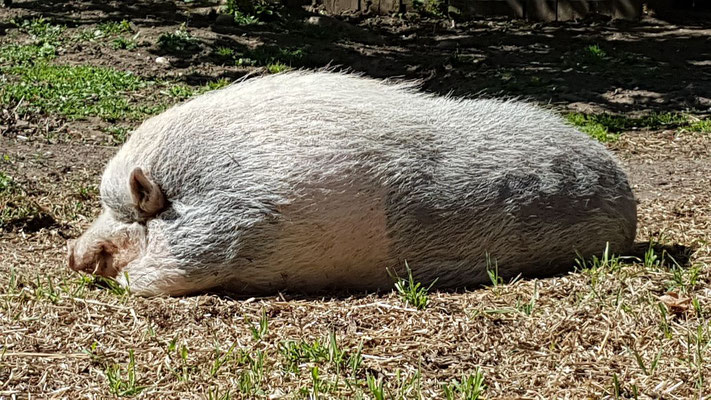 Schweine sind ja bekanntlich sehr intelligente Tiere. Das merkt man hier, wenn man sie länger beobachtet