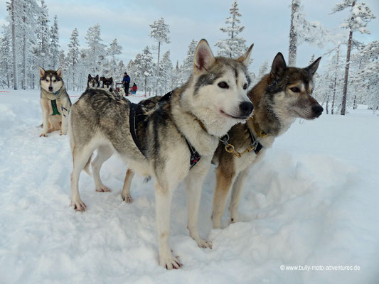 Finnland - Lappland - Auf Husky-Safari