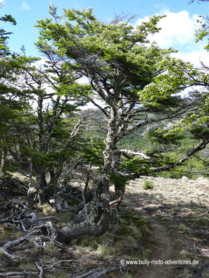 Chile - Parque Nacional Patagonia - Valle Chacabuco - Wanderweg Lagunas Altas