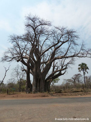 Simbabwe - Affenbrotbaum "The Big Tree"