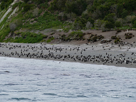 Argentinien - Pinguin-Kolonie im Beagle Kanal