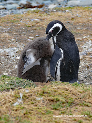 Chile - Monumento Nacional Los Pingüinos - Isla Magdalena - Pinguin-Kolonie