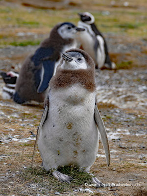 Chile - Monumento Nacional Los Pingüinos - Isla Magdalena - Pinguin-Kolonie