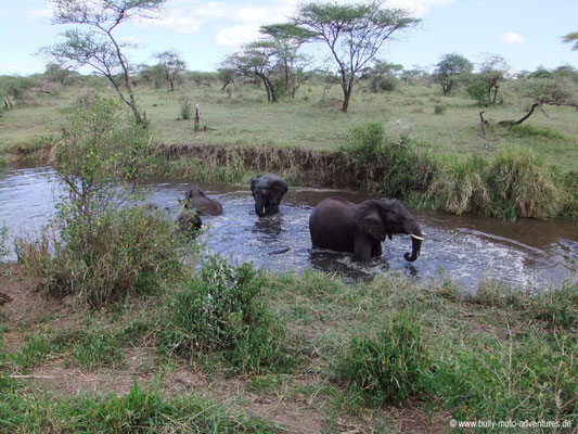 Tansania - Safari-Tour - Elefanten (Serengeti)