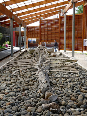 Chile - Insel Chiloé - Ancud - Museo Regional de Ancud - Walskelett