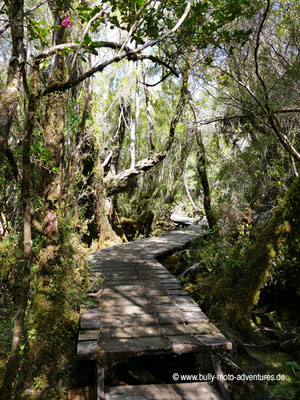 Chile - Insel Chiloé - Parque Nacional Chiloé - Sendero Tepual